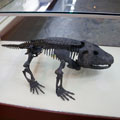 Moscow Paleontological Museum