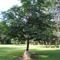 Tree of peace