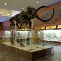 Moscow Paleontological Museum